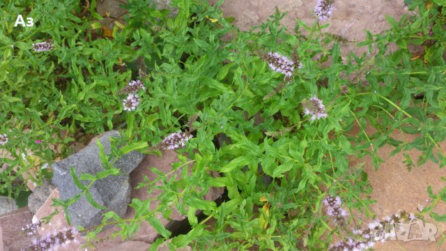 продавам ароматен джоджен - корени със стъбла и листа, снимка 5 - Сортови семена и луковици - 25182514