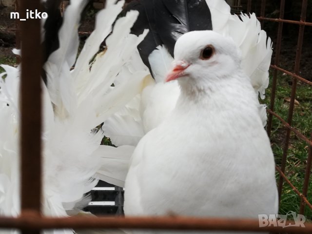 Индийски фенерлии , снимка 4 - Гълъби - 24521039