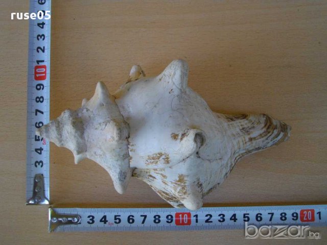 Раковина - 4, снимка 2 - Други ценни предмети - 14605123