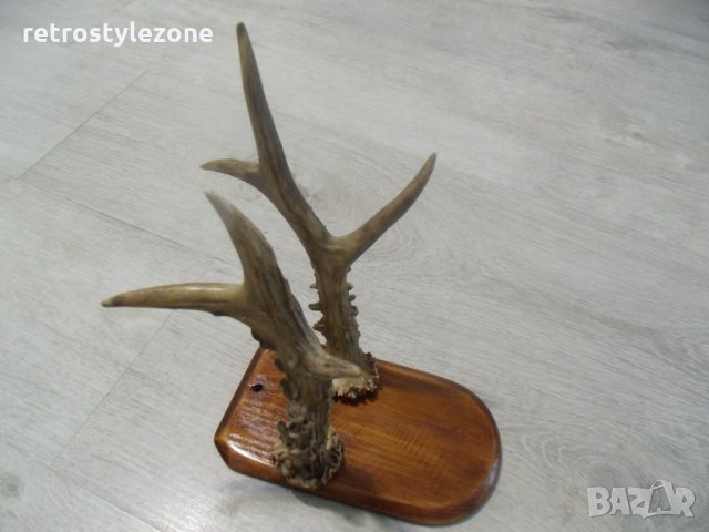 № 1437 старо пано - рога  -размери - основа 18 / 10,5 см , рога 23 см, снимка 2 - Други ценни предмети - 22812870