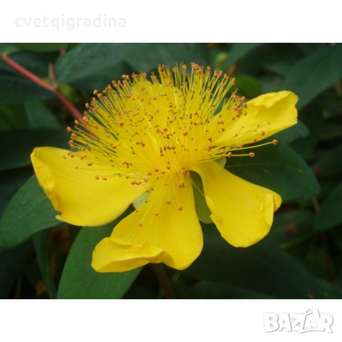 КАТ.№ 100576 Hypericum calycinum 'Hidcote' 20/30, снимка 2 - Градински цветя и растения - 24018143