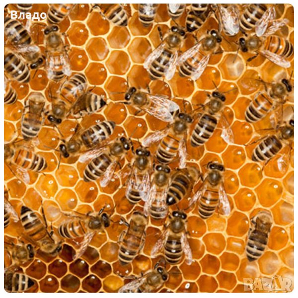 Пчелен мед, снимка 1