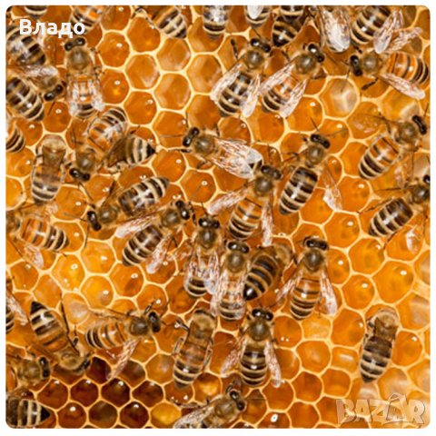 Пчелен мед, снимка 1 - Пчелни продукти - 21715459