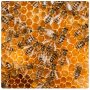 Пчелен мед, снимка 1 - Пчелни продукти - 21715459