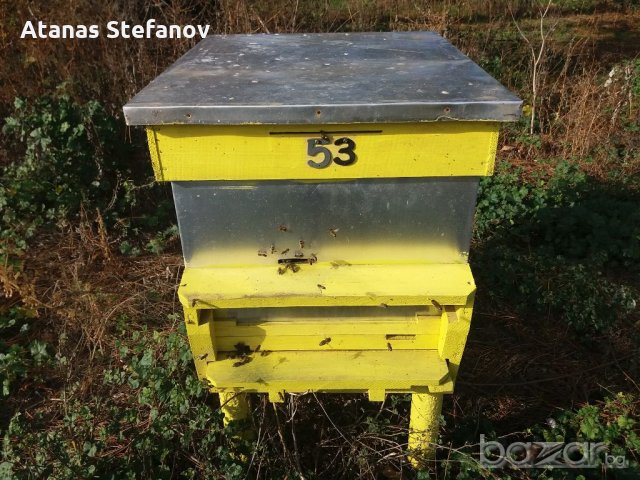 пчелни семейства, снимка 3 - Други - 20345298