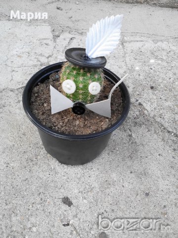 Коледен подарък-кактус с декорация, снимка 5 - Стайни растения - 11177812