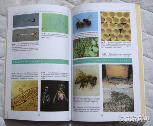 🍯 Болести по пчелите Волфганг Ритер, снимка 3 - Специализирана литература - 23431659