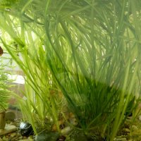 Водорасли за аквариум  Роголистник (лисича опашка) растения, снимка 7 - Аквариуми - 22263626