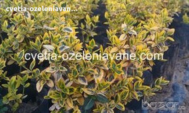 Радиканс жълт, снимка 1