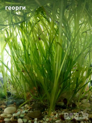 Водорасли за аквариум  Роголистник (лисича опашка) растения, снимка 8 - Аквариуми - 22263626