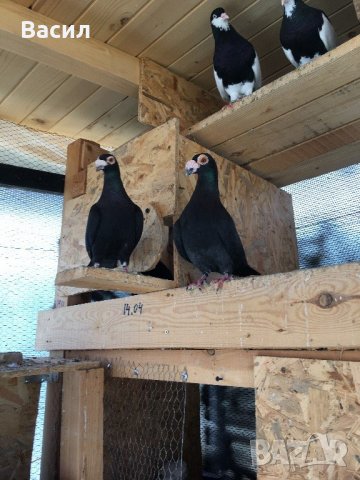 донеци.акмани, снимка 6 - Гълъби - 21606640