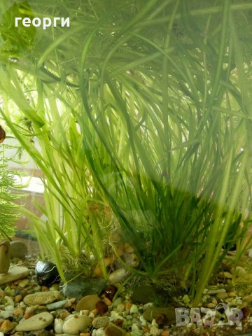 Водорасли за аквариум  Роголистник (лисича опашка) растения, снимка 7 - Аквариуми - 22263626