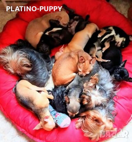 Чихуахуа в наличност