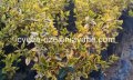 Радиканс жълт, снимка 1 - Градински цветя и растения - 14680339