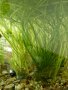 Водорасли за аквариум  Роголистник (лисича опашка) растения, снимка 7