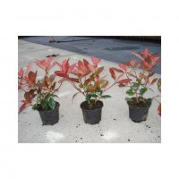  Photinia fr.'Red Robin', снимка 1 - Градински цветя и растения - 21905217