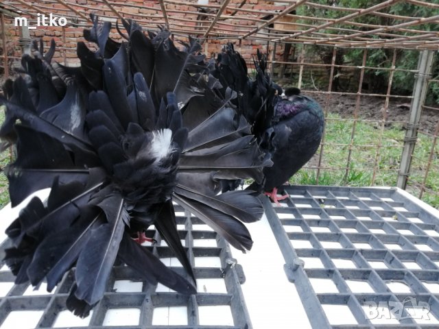  ФЕНЕРЛИИ 60 лв., снимка 3 - Гълъби - 24470593