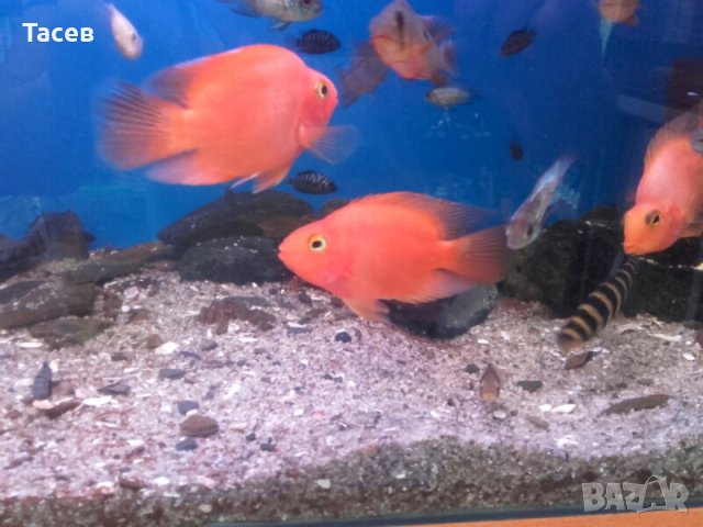 Риба червен папагал , снимка 1 - Рибки - 21943893