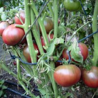 Разсад и семена от  домат  - Чероки пърпъл, снимка 2 - Сортови семена и луковици - 11527954