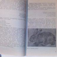 въпроси и отговори за зайцевъдството-съвети за личното стопанство, снимка 5 - Енциклопедии, справочници - 9661625