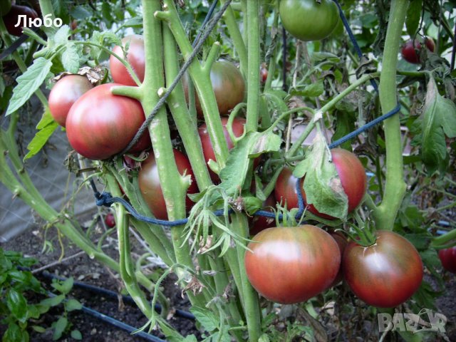 Разсад и семена от  домат  - Чероки пърпъл, снимка 2 - Сортови семена и луковици - 11527954