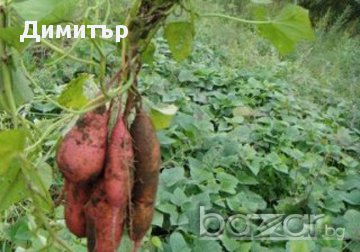 Разсад от Сладък картоф / Батат (Ipomoea batatas), снимка 2 - Сортови семена и луковици - 14331486