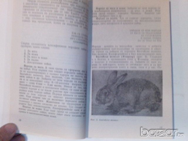 въпроси и отговори за зайцевъдството-съвети за личното стопанство, снимка 5 - Енциклопедии, справочници - 9661625