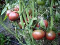 Разсад и семена от  домат  - Чероки пърпъл, снимка 2