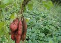 Разсад от Сладък картоф / Батат (Ipomoea batatas), снимка 2