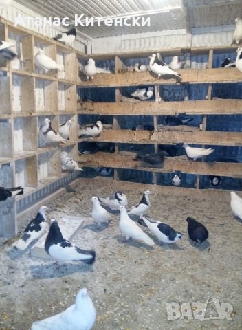 Продавам пазарджишки високо летачи гълаби, снимка 3 - Гълъби - 25976171