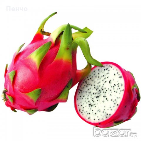 200 семена 4 ароматни екзотични вида питая редки драконови плодове от кактус, снимка 10 - Сортови семена и луковици - 21024645