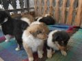 Шотланска овчарка-Коли, снимка 2