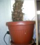 28-годишна финикова палма (Arecaceae Phoenix), снимка 3