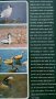 Ornamental waterfowl by Hartmut Kolbe (in English) За любителите на птичия свят - водолюбивите птици, снимка 2