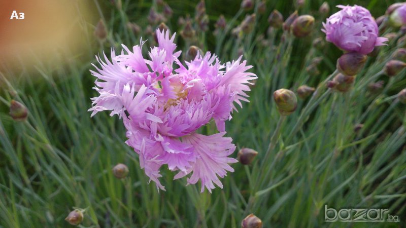 Продавам разсад на Градински кичест карамфил-за есенно засаждане, снимка 1