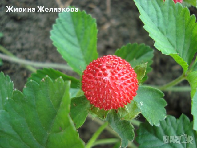 Декоративна индийска ягода (Duchesnea indica), снимка 2 - Градински цветя и растения - 25336635