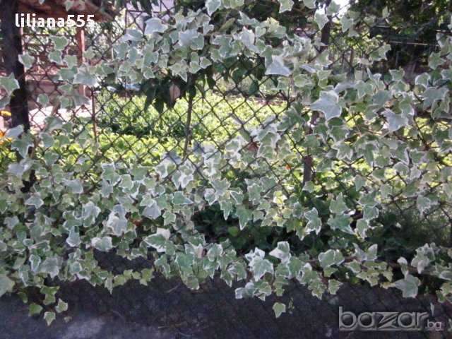 Бръшля̀н- за озеленяване стени,телени мрежи,  тераси и др, снимка 7 - Градински цветя и растения - 10636384
