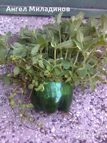 Ябълкова мента, снимка 3 - Градински цветя и растения - 25347009