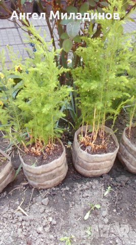 декоративен храст, прилича на Аспарагус, снимка 2 - Градински цветя и растения - 25032002