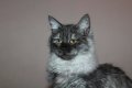 Сибирски  котенца Siberian  Cat, снимка 17