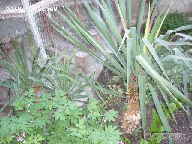 Продавам кактуси различни видове, снимка 11 - Градински цветя и растения - 21422494