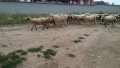 Овце и кочове, снимка 5