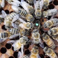 Пчелни майки, снимка 8 - Други животни - 18653942