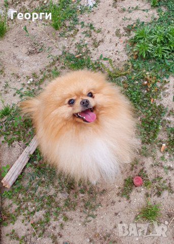 Померан от Украйна с родословие за разплод , снимка 4 - Померан - 25516929