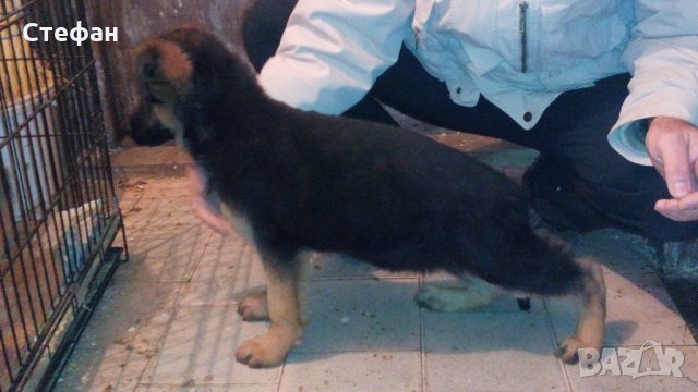  Промоции, снимка 2 - Немска овчарка - 23687796