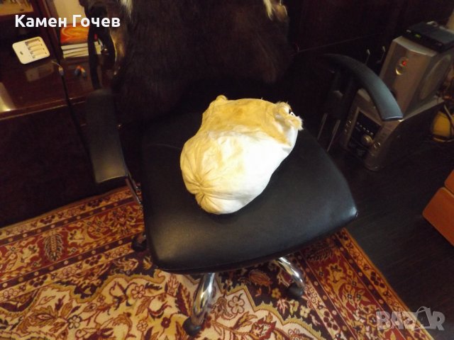 мях за гайда, снимка 4 - Духови инструменти - 25507622