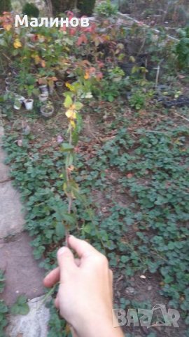 Супер едри, питомни къпини без бодли, снимка 9 - Стайни растения - 11542692