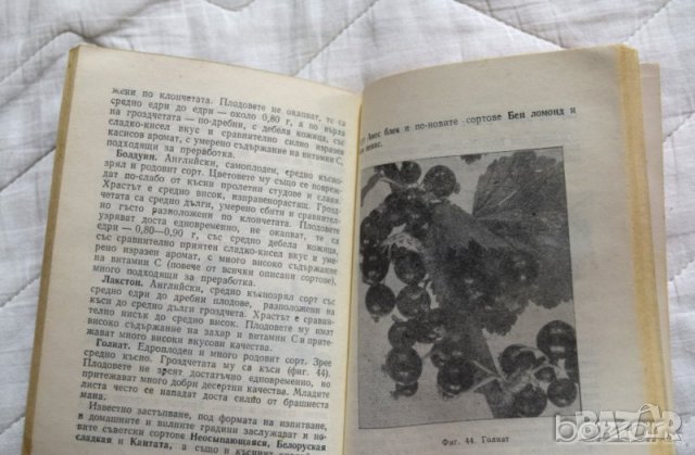 🍓 Отглеждане на ягодоплодни растения Лулчо Христов, Владимир Иванов, Александър Иванов, снимка 3 - Специализирана литература - 23431495