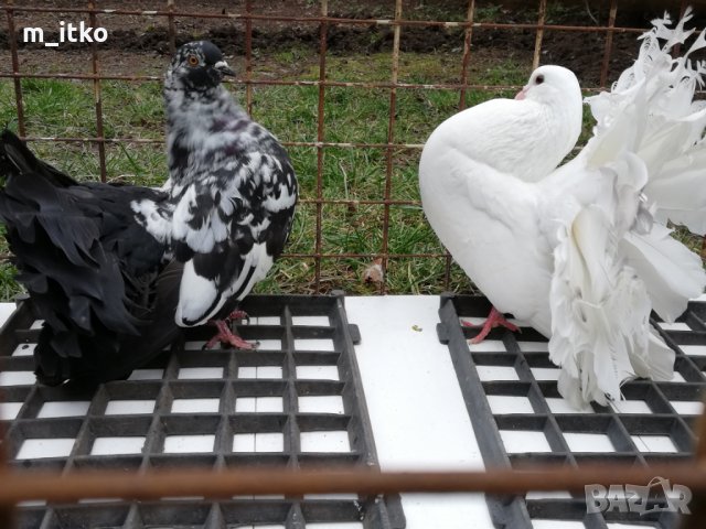 ФЕНЕРЛИИ и якалии, снимка 3 - Гълъби - 24470490