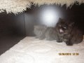 Персийски котенца , малки пухове , снимка 4